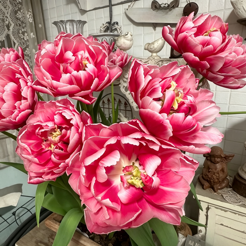Enchanting Double Late Peony Tulips
