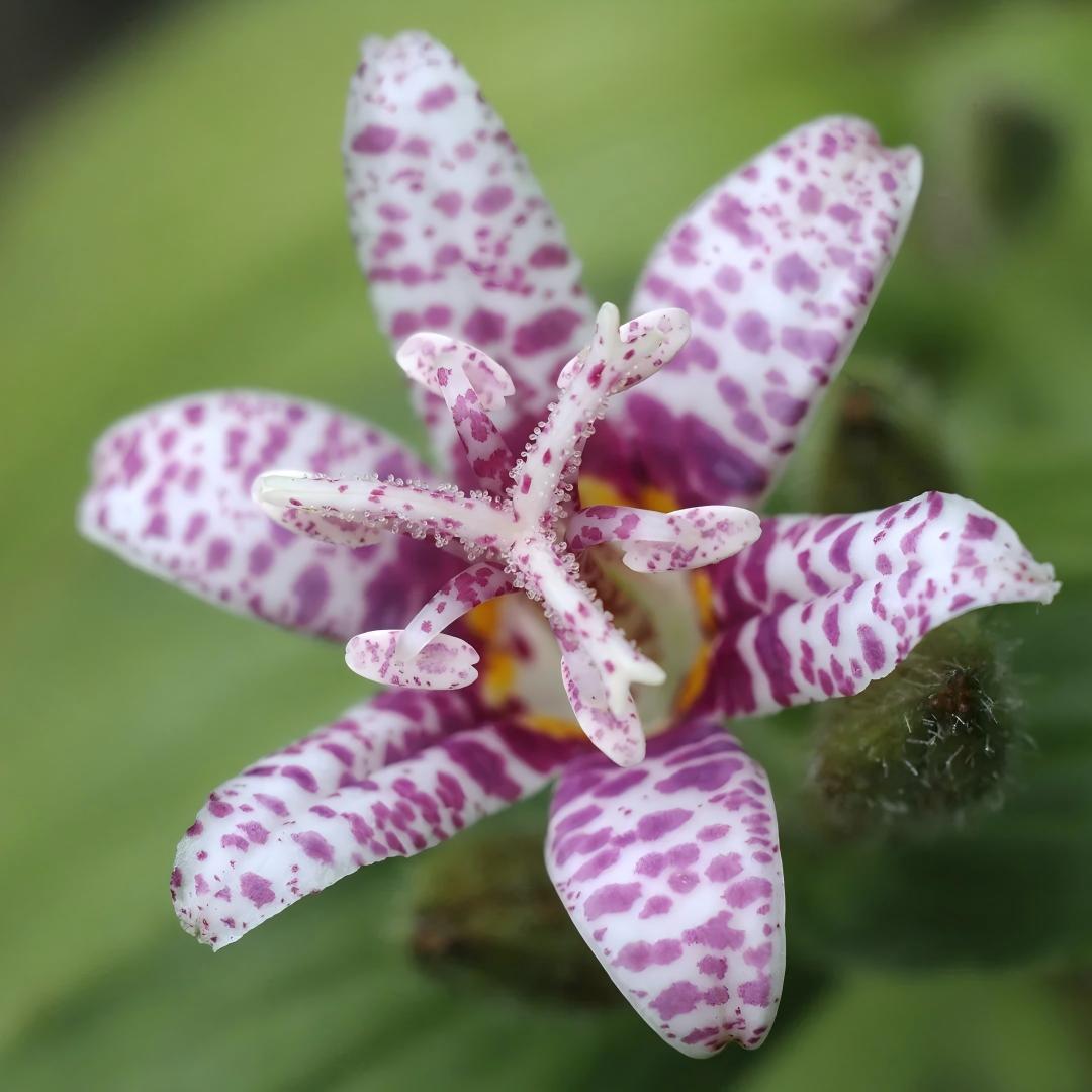🌿 Rare Toad Lily Bulbs