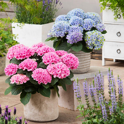 🌸Hydrangea – The Timeless Beauty of Every Garden ✨