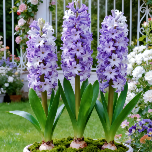 💐Bi-Color Mutation Hyacinth Bulbs