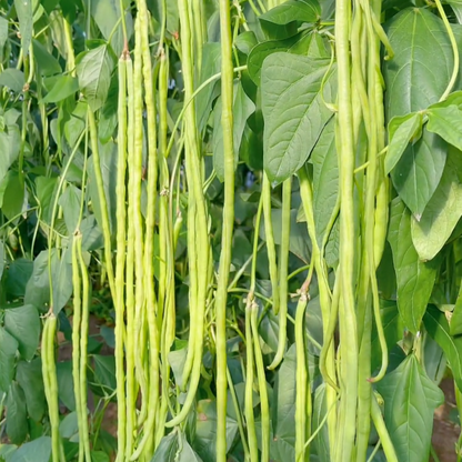 Long cowpea: A high-yielding vegetable in a short time