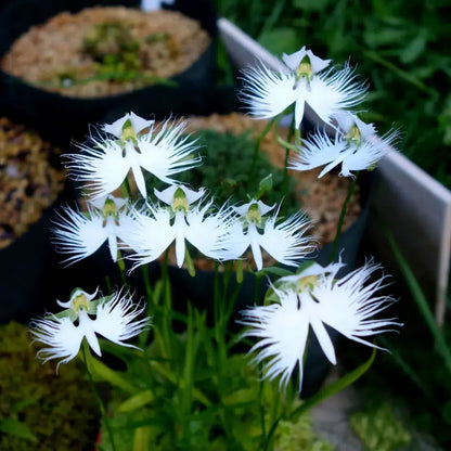 📧 Egret Orchid Seeds-Rarity / Elegance / Good Luck