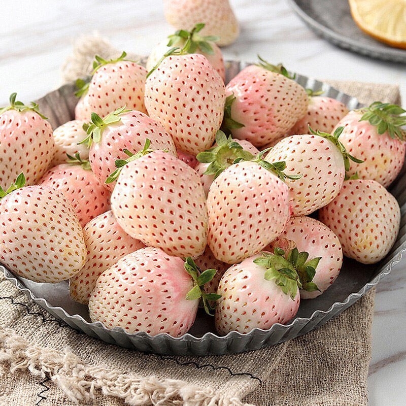 🍓 White Cream Strawberry Seeds – Grow Sweet, Creamy Strawberries at Home