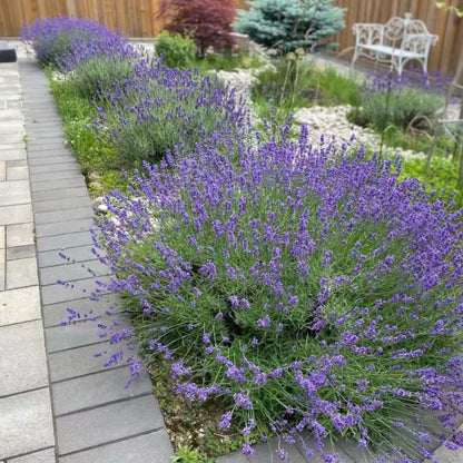 💜40%Off-Clam-Relax-Lavender seeds, Naturally Calming Fragrance