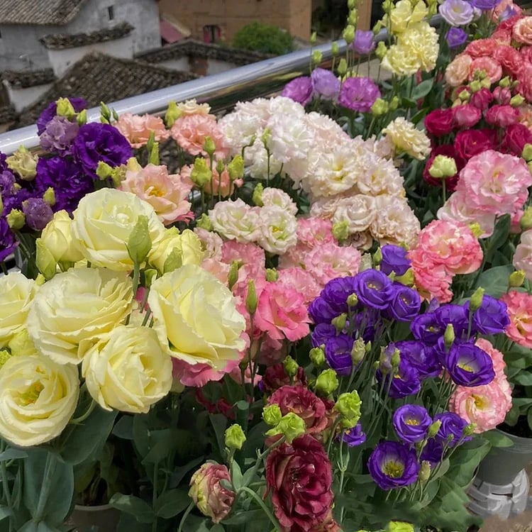 Hardy Perennial Lisianthus Seeds RHS Certified for British Garden Beds Beginner Friendly