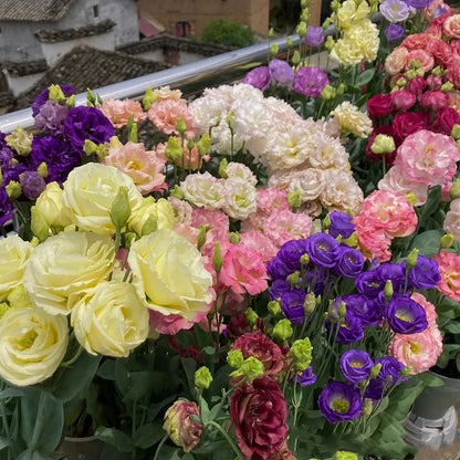 Hardy Perennial Lisianthus Seeds RHS Certified for British Garden Beds Beginner Friendly