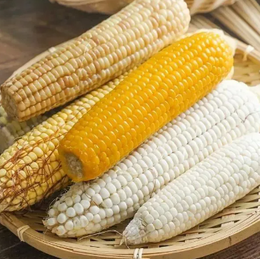 Milk Candy Corn Seeds