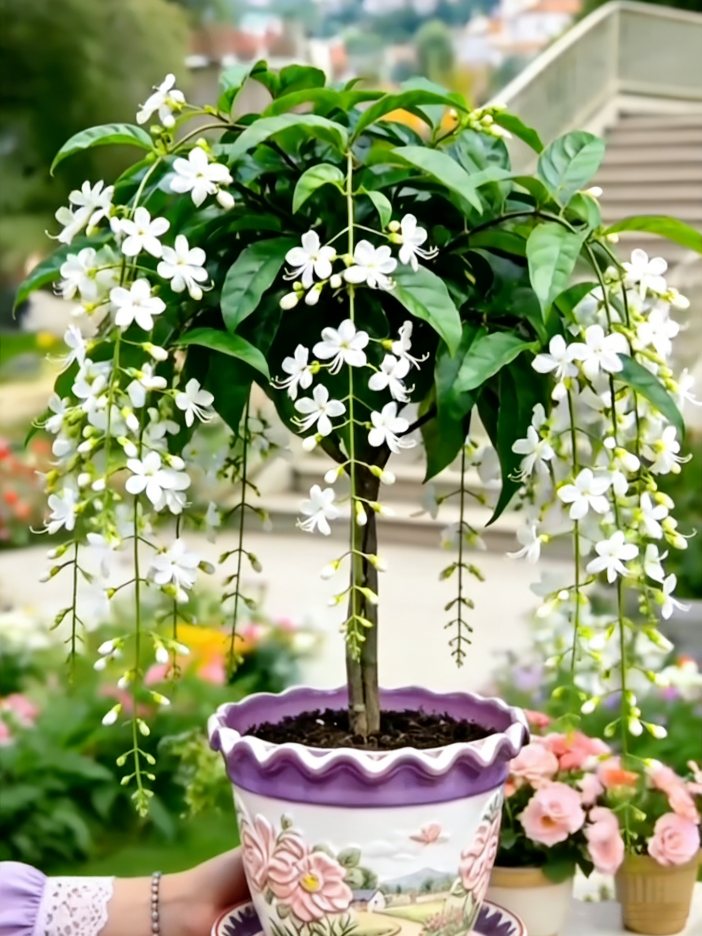 Last Day Up to 50% OFF💐Rare Weeping Jasmine Flowers Bulbs