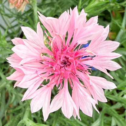 🌼Cornflower Seeds–Create A Colorful Summer Landscape