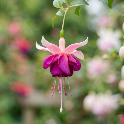 Fuchsia Flower Seeds – Stunning Hanging Lantern Flowers for Garden & Balcony
