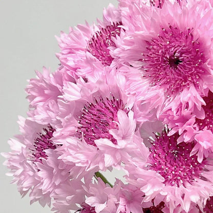 🌼Cornflower Seeds–Create A Colorful Summer Landscape