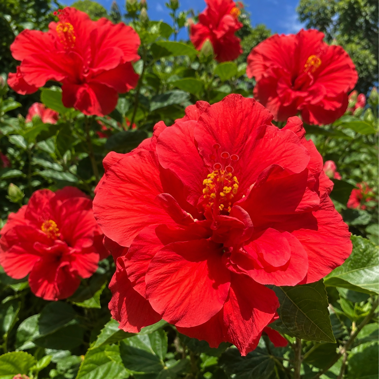 🌺 Premium Hibiscus Seeds-Grow Giant Tropical Blooms With Months of Brilliant Color and Effortless Beauty