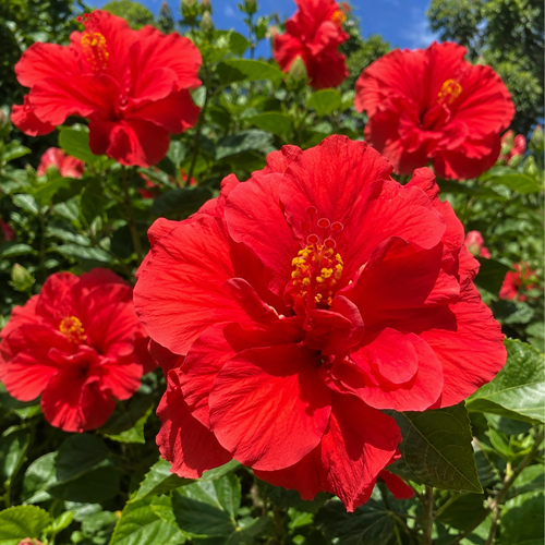 🌺 Premium Hibiscus Seeds-Grow Giant Tropical Blooms With Months of Brilliant Color and Effortless Beauty