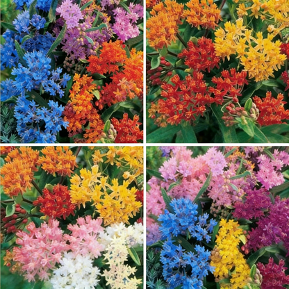 Milkweed Seeds for Monarch Butterfly Conservation-Easy to Grow, Drought Toleran