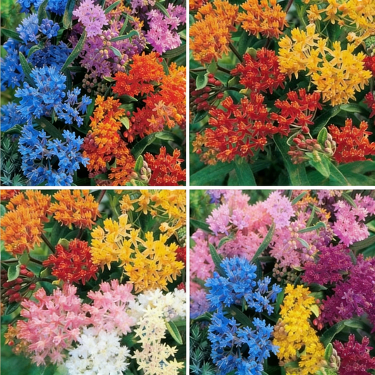 Milkweed Seeds for Monarch Butterfly Conservation-Easy to Grow, Drought Toleran