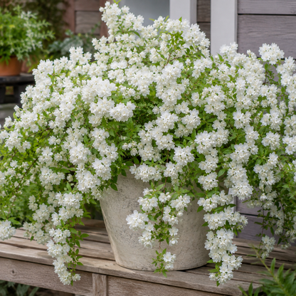 Double Snowdrop Bulbs-Small Flowers, Big Garden Impact✨