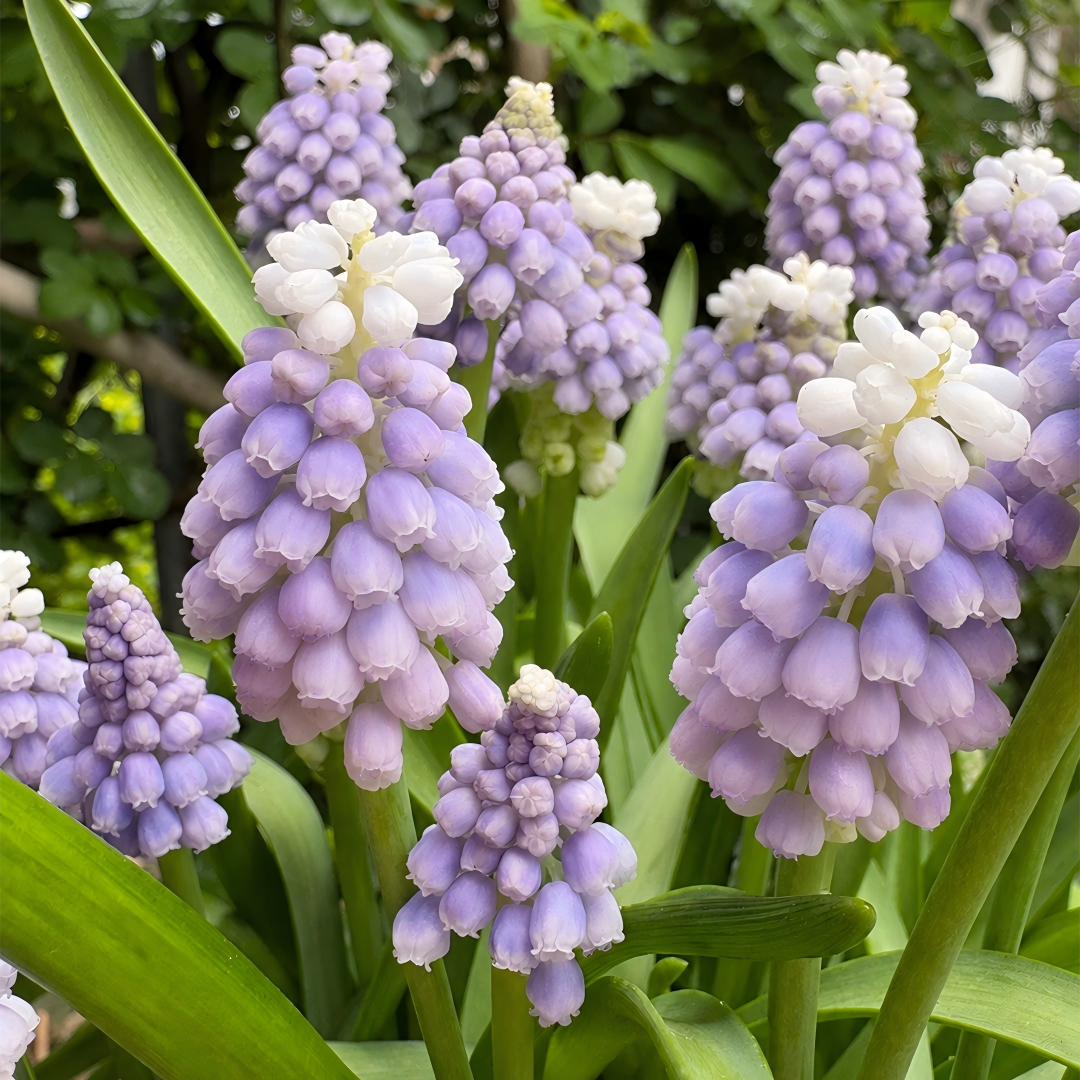 Grape Hyacinth Bulbs