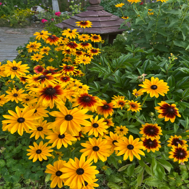 Everything You Can Direct Sow Outside in June
