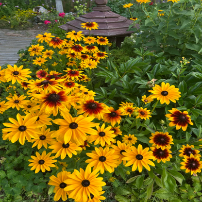 Everything You Can Direct Sow Outside in June