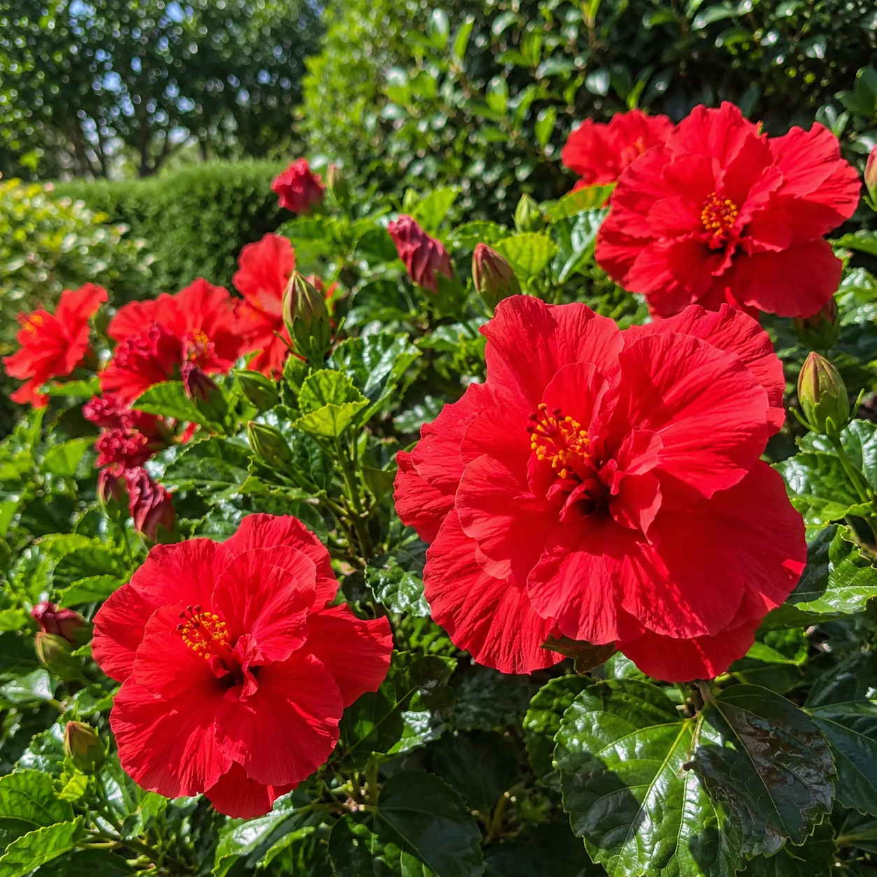 🌺 Premium Hibiscus Seeds-Grow Giant Tropical Blooms With Months of Brilliant Color and Effortless Beauty