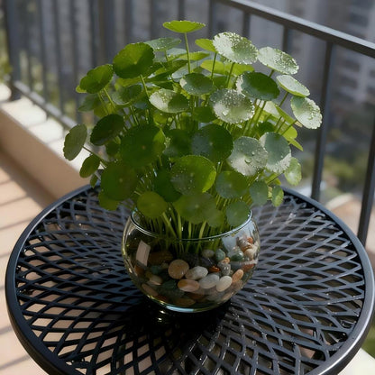 🍀 WATER PENNYWORT ROOT