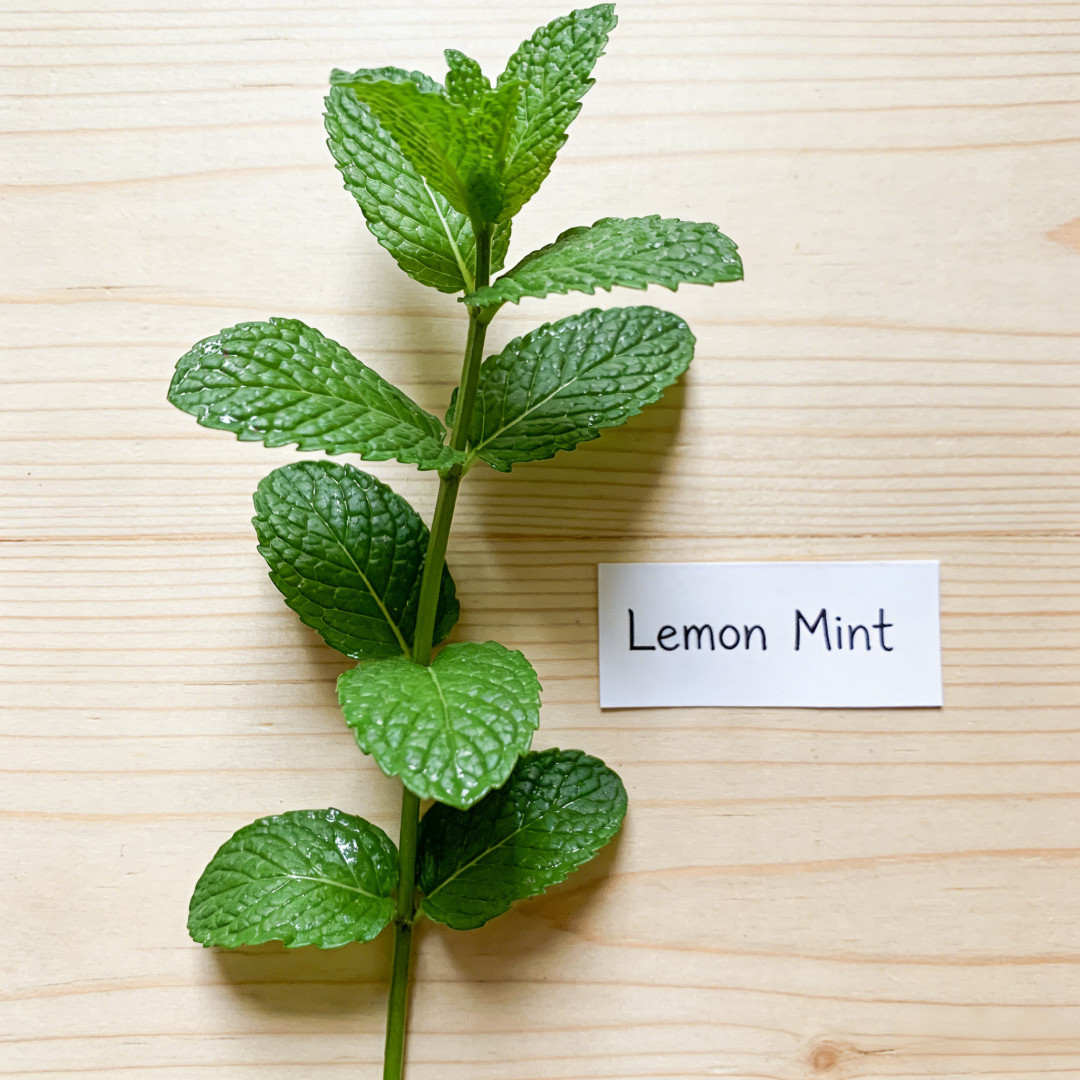 🌿Mint Seeds for Planting – Non-GMO Peppermint Seeds for Fresh Aroma & Everyday Wellness
