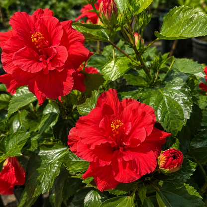 🌺 Premium Hibiscus Seeds-Grow Giant Tropical Blooms With Months of Brilliant Color and Effortless Beauty