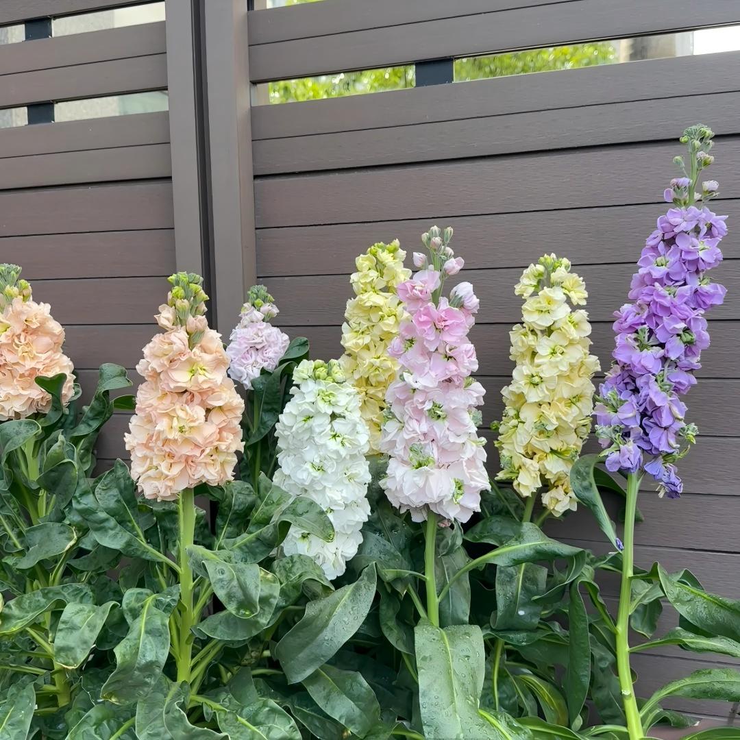 🌸 Tall Double Stock Seeds-Winter Fragrance & Layered Blooms
