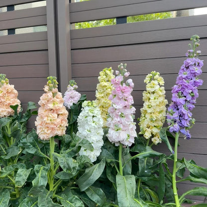 🌸 Tall Double Stock Seeds-Winter Fragrance & Layered Blooms