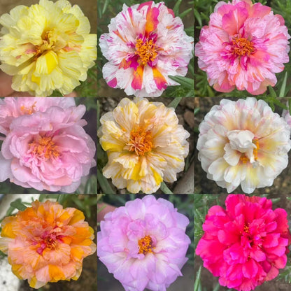 Your Happy Place Starts with Double-flowered moss rose🌈