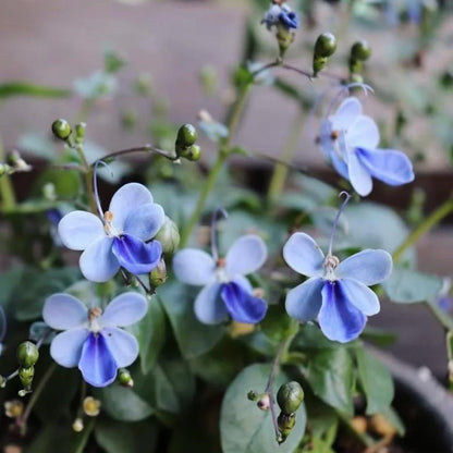 Premium Blue Butterfly Pea-Edible Summer Sowing Seeds