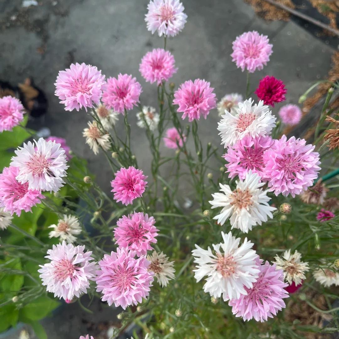 🌼Cornflower Seeds–Create A Colorful Summer Landscape