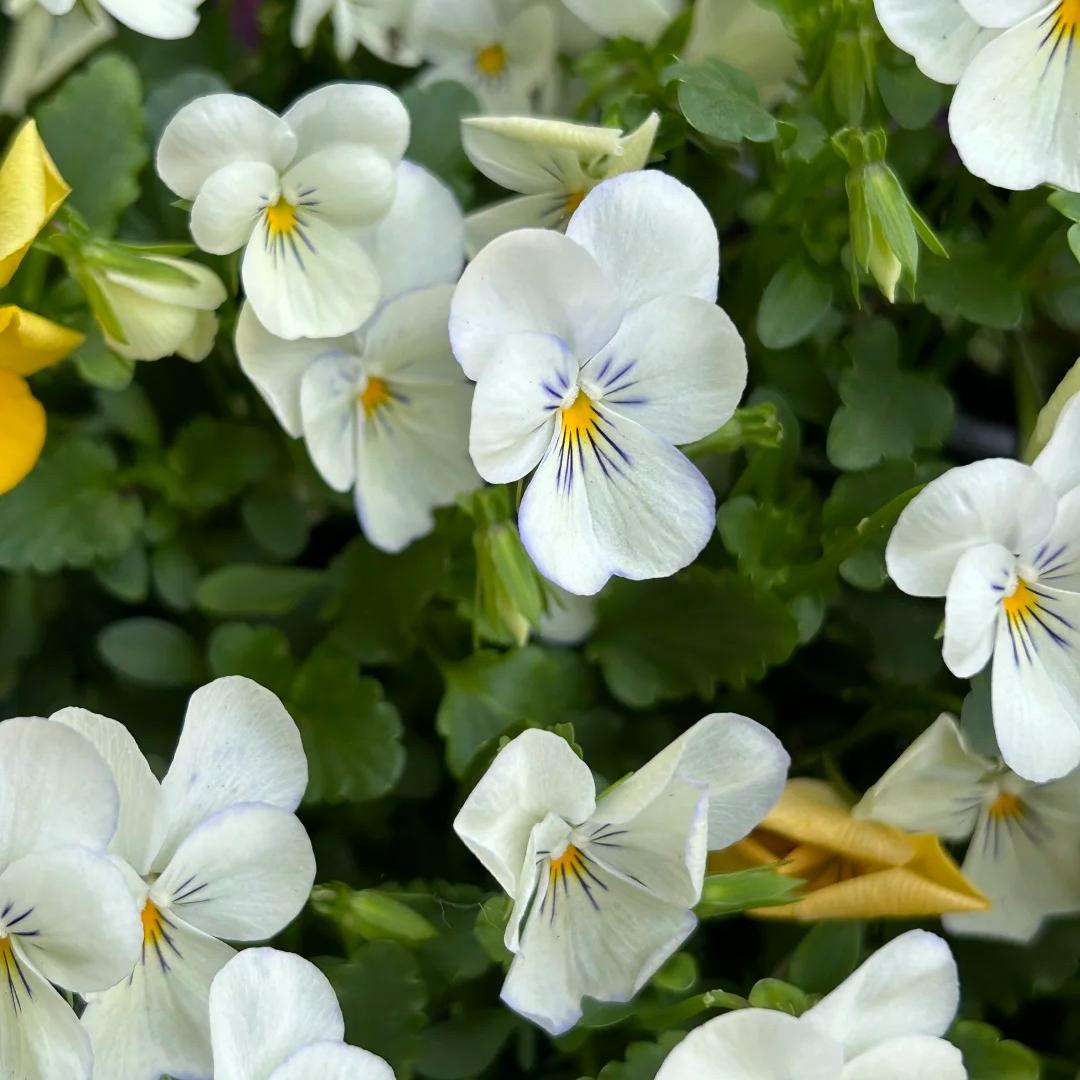 Bring a Splash of Color to Your Garden with Pansies Seeds 🌈