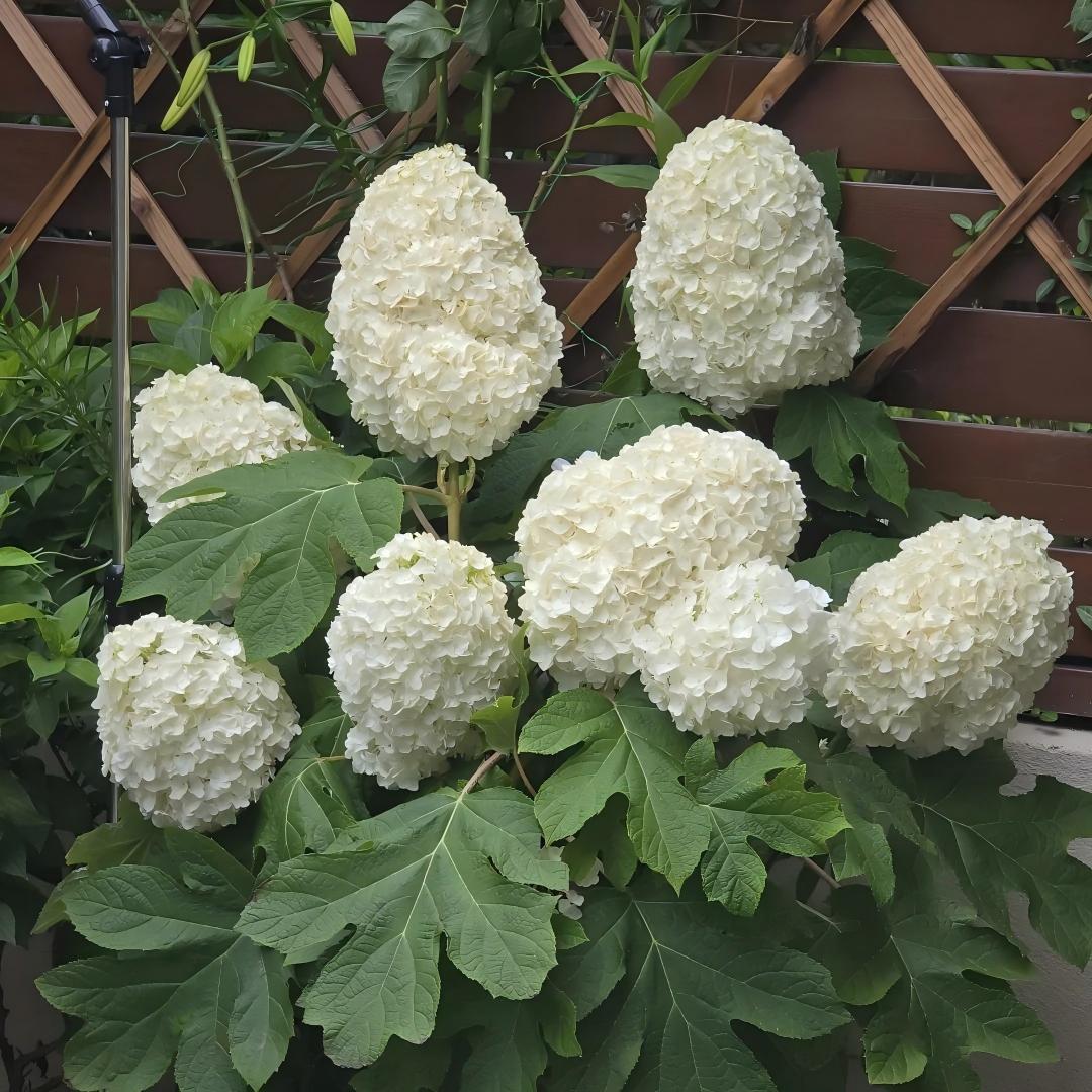 🍂Oakleaf Hydrangea Seeds-Four Seasons of Changing Beauty