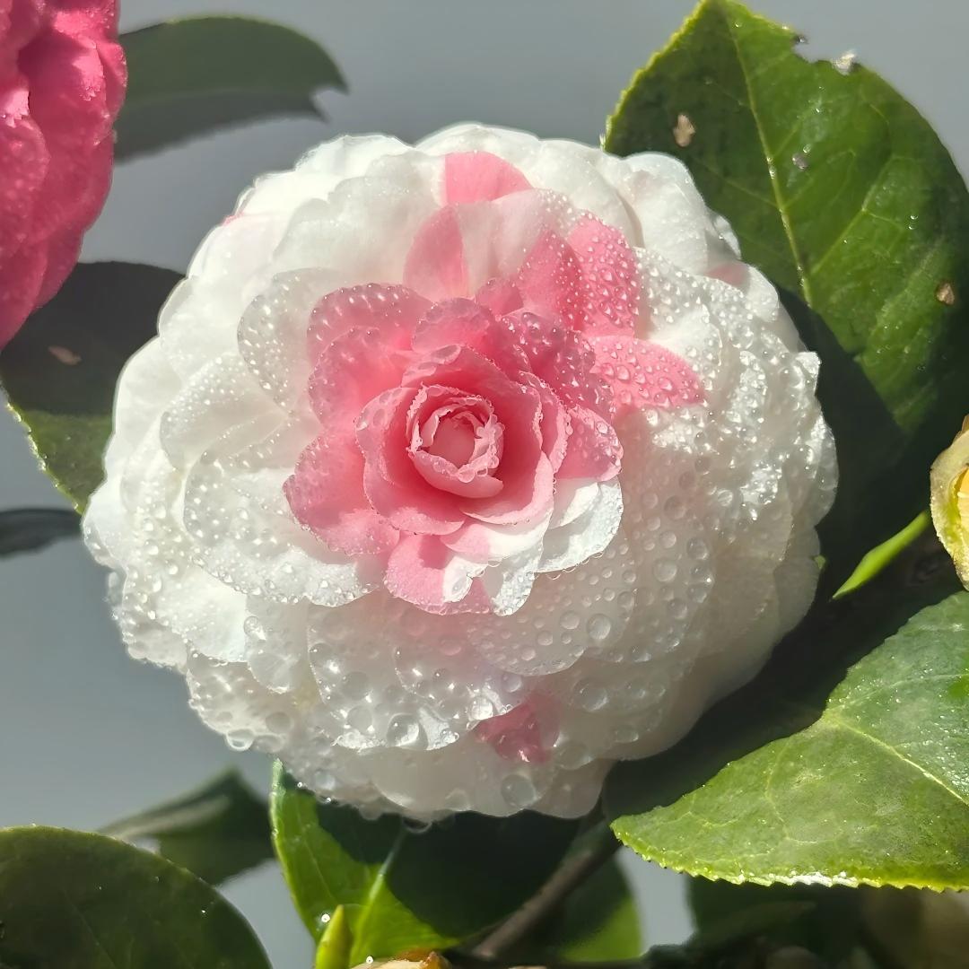 🌺 Premium Camellia Seeds-One Beautiful Plant. Four Extraordinary Rewards.