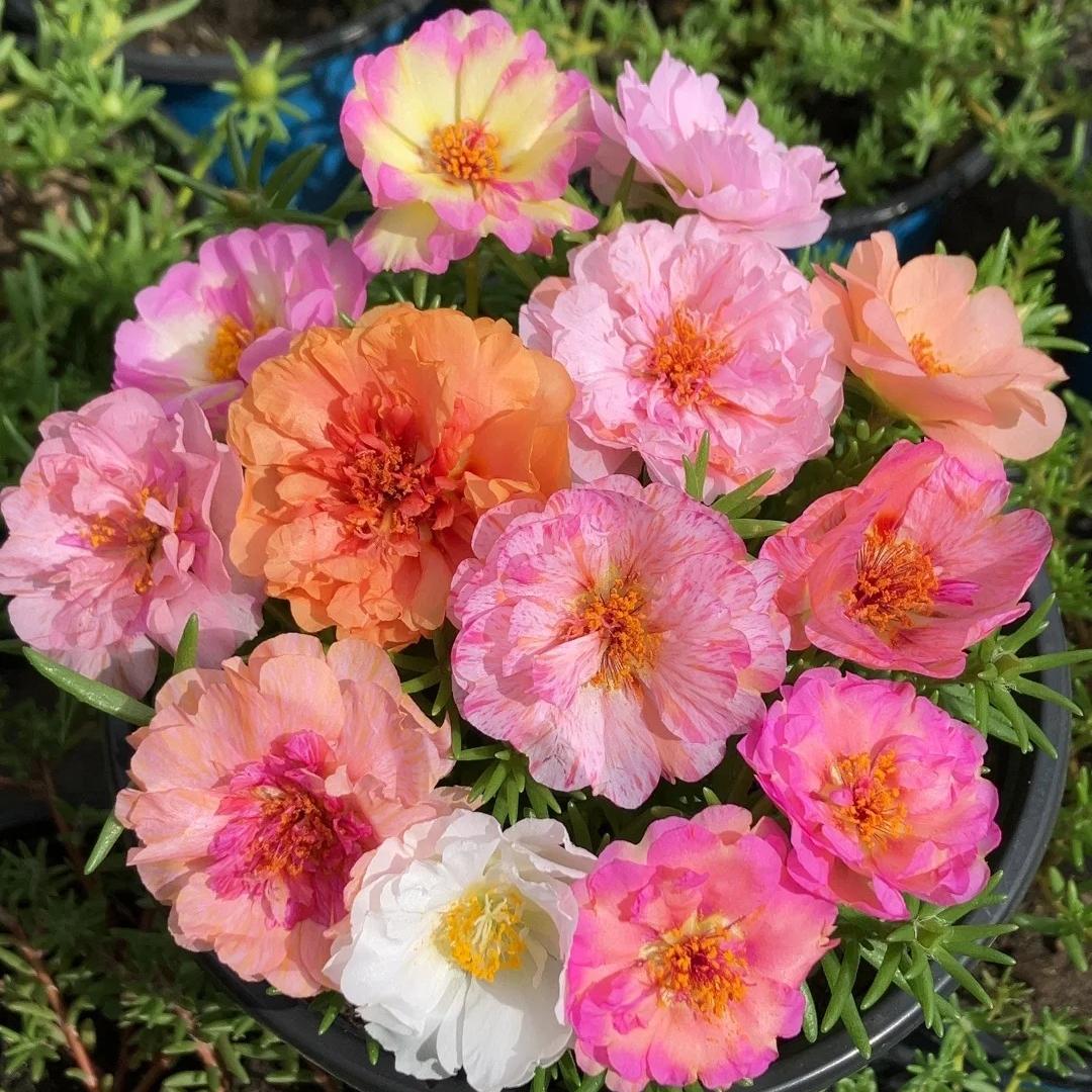 Your Happy Place Starts with Double-flowered moss rose🌈