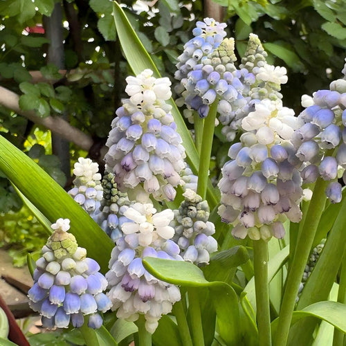 Grape Hyacinth Bulbs