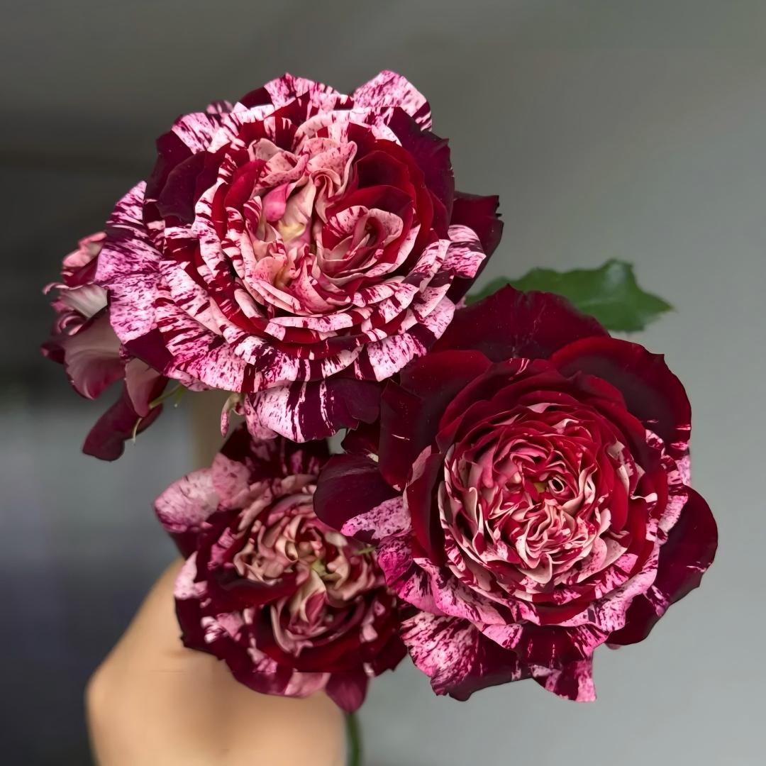 🌹 Rare Striped Rose Seeds