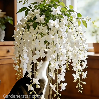 Tailing jasmine Seeds- brides veil💕