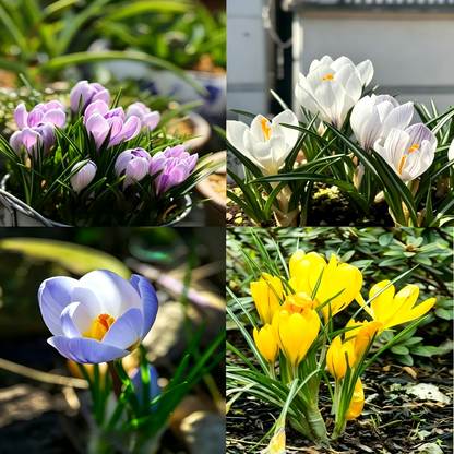 🌸 Premium Saffron Crocus Bulbs-The Gold Among Flowers