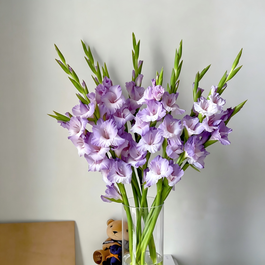 Gladiolus Bulbs-Florist-Quality Blooms•Elegant Cut Flowers
