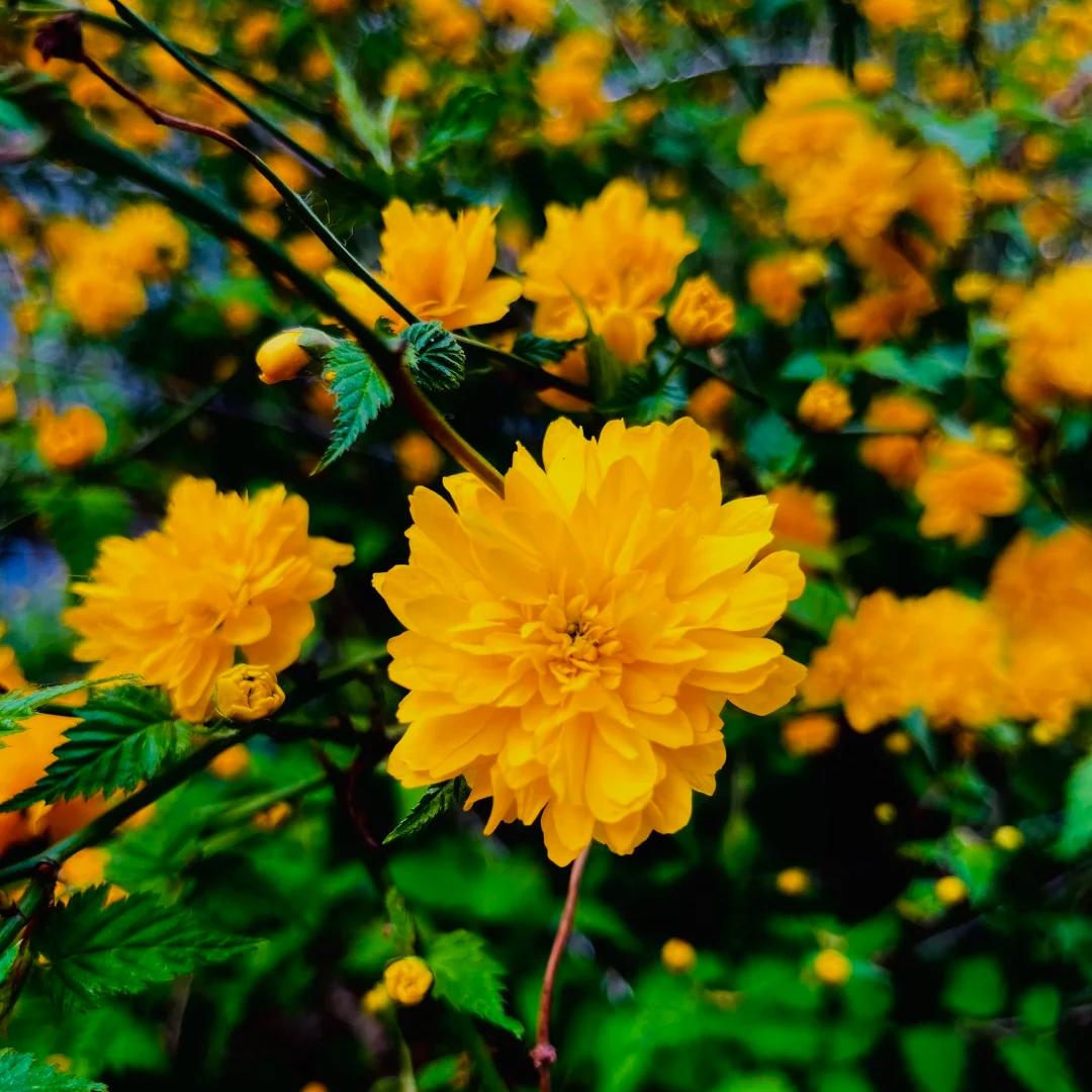 💛Double Japanese kerria—Elegant Golden Blooms
