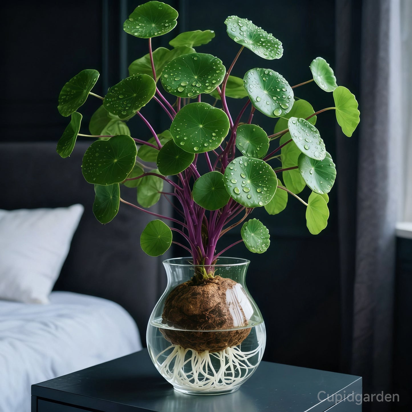 🎈🪴Red rattan Stephania Erecta: The strongest houseplant for lazy people🌿