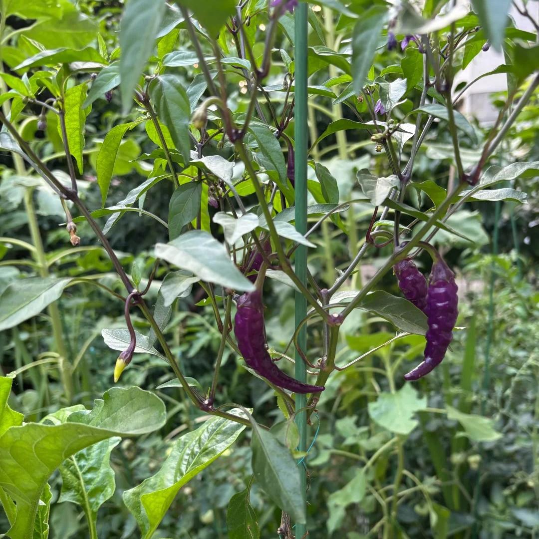 🔥💜Purple Cayenne Pepper Seeds