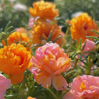 Your Happy Place Starts with Double-flowered moss rose🌈