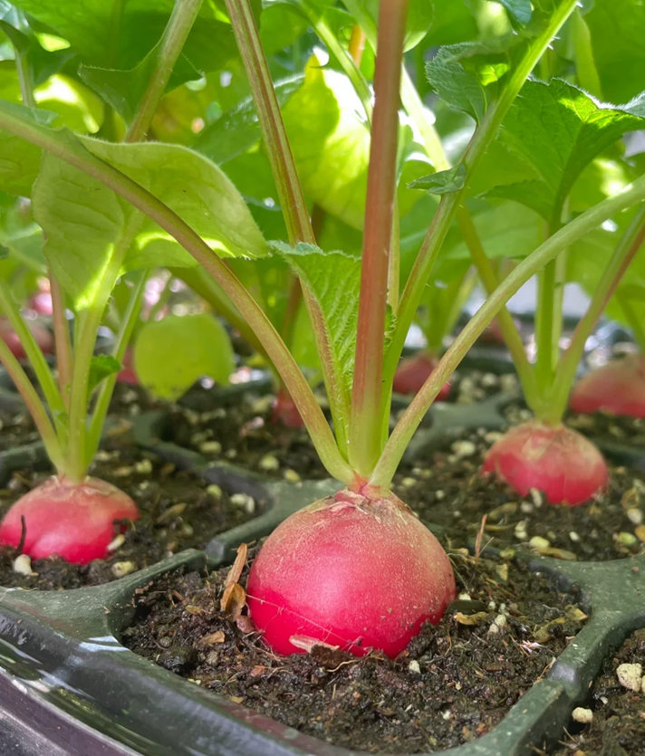 Cherry Fruit Radish Seeds