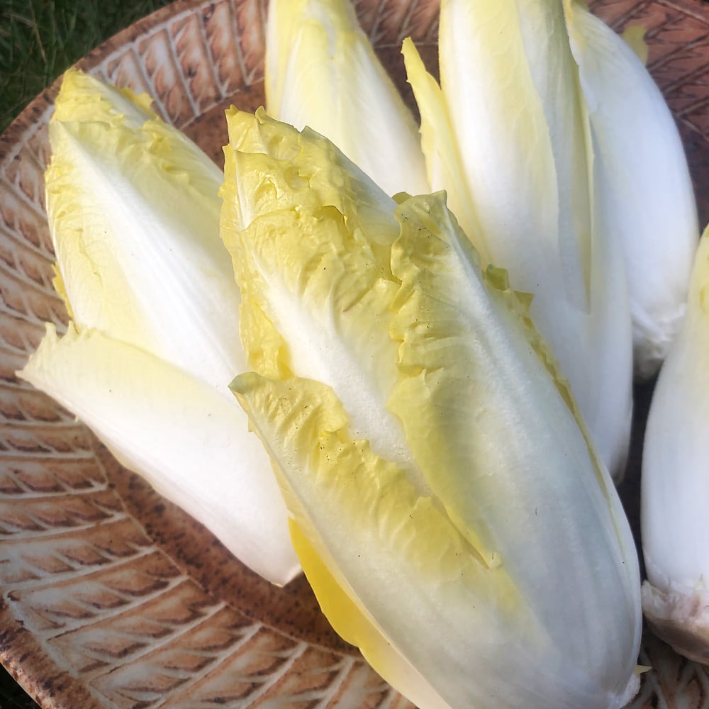 Fresh Belgian Endive