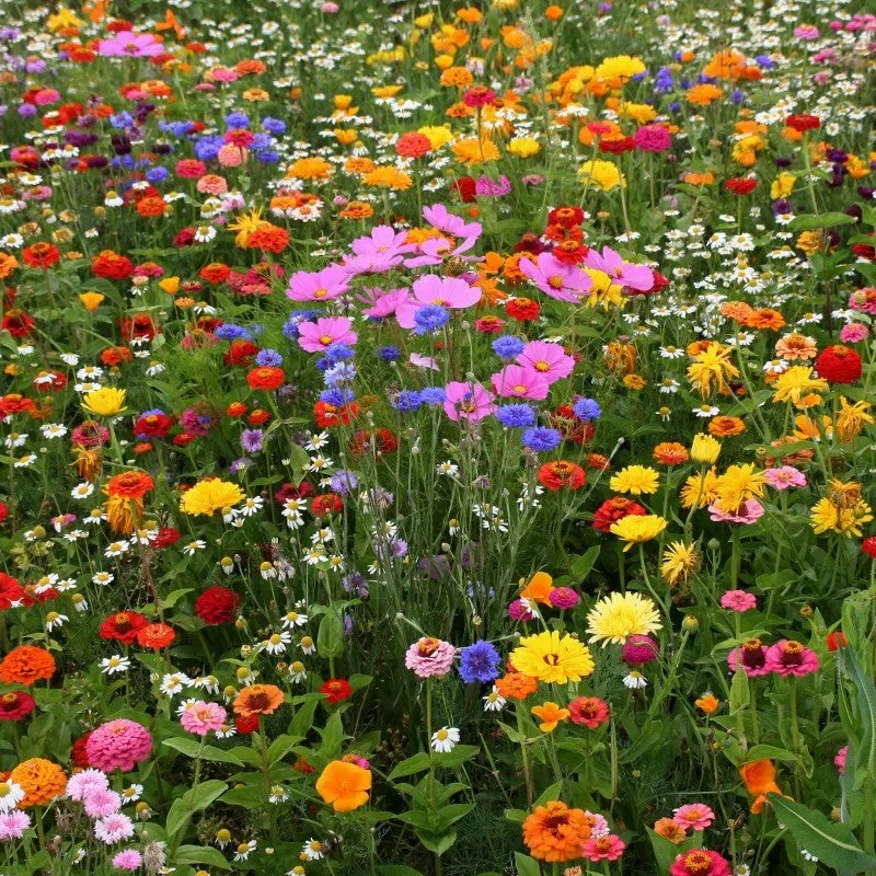 🔥Four Seasons Wildflower Seeds – Over 60 Mixed Perennial Varieties🌸