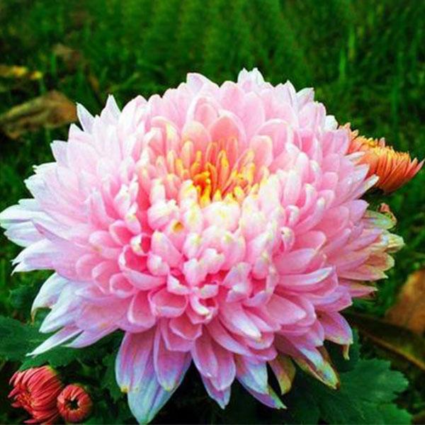 Sweet Pink Helichrysum Strawflower Seeds