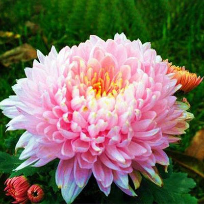 Sweet Pink Helichrysum Strawflower Seeds
